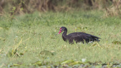 Spur-winged Goose - Plectropterus gambensis - Mahmuzlu kaz