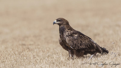 Steppe Eagle - Aquila nipalensis - Bozkır kartalı
