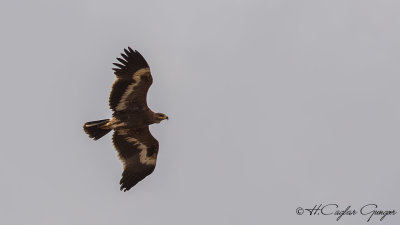 Steppe Eagle - Aquila nipalensis - Bozkır kartalı