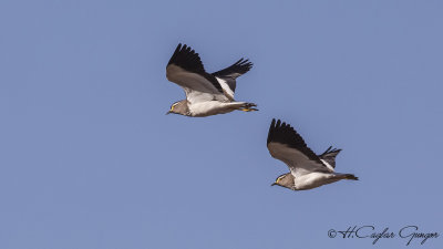 Spot-breasted Lapwing - Vanellus melanocephalus