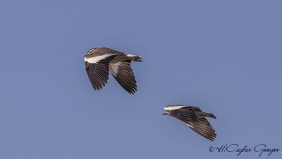 Spot-breasted Lapwing - Vanellus melanocephalus