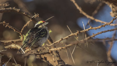 Red-fronted Barbet - Tricholaema diademata