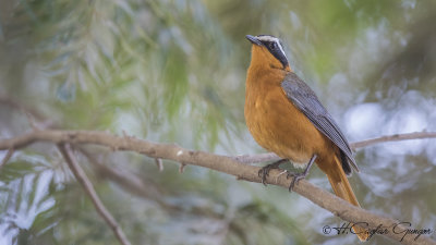 White-browed Robin-Chat - Cossypha heuglini