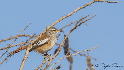 White-browed Scrub Robin - Cercotrichas leucophrys