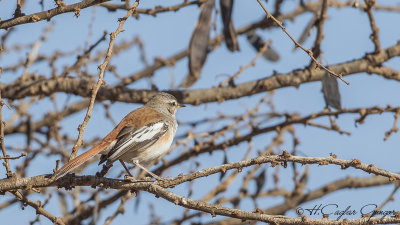 White-browed Scrub Robin - Cercotrichas leucophrys