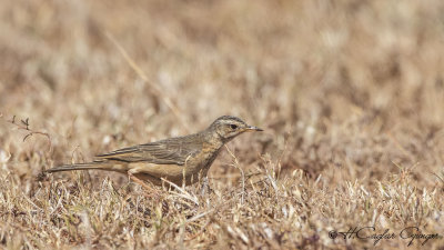 Plain-backed Pipit - Anthus leucophrys