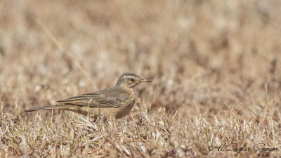 Plain-backed Pipit - Anthus leucophrys