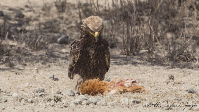 Tawny Eagle - Aquila rapax - Korsan Kartal