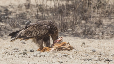 Tawny Eagle - Aquila rapax - Korsan Kartal