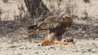 Tawny Eagle - Aquila rapax - Korsan Kartal