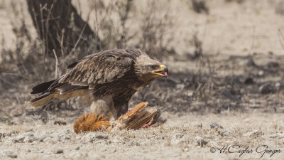 Tawny Eagle - Aquila rapax - Korsan Kartal