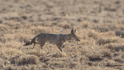 African Golden Wolf