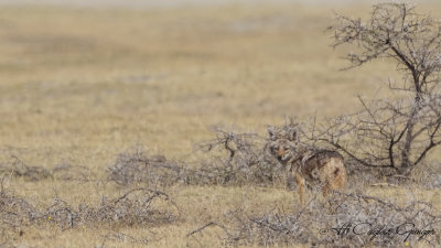 African Golden Wolf - Canis anthus
