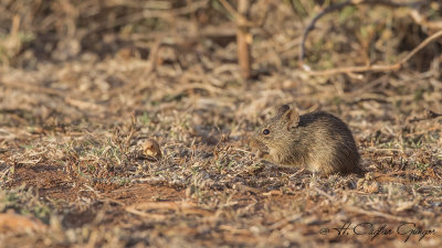 African Grass Rat - Arvicanthis niloticus