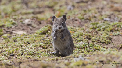 Blick's Grass Rat - Arvicanthis blicki