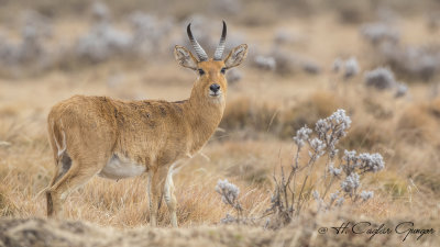 Bohor Reedbuck