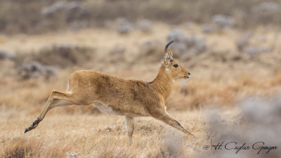 Bohor Reedbuck