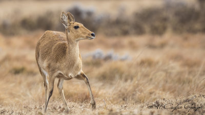 Bohor Reedbuck