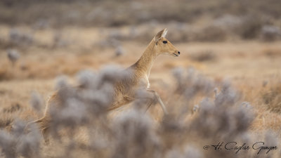 Bohor Reedbuck