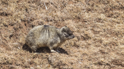 Cape Hyrax - Procavia capensis