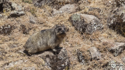 Cape HyraxCape Hyrax - Procavia capensis