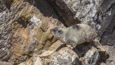 Cape Hyrax - Procavia capensis