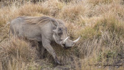 Common warthog - Phacochoerus africanus