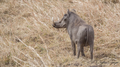 Common warthog - Phacochoerus africanus