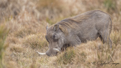 Common warthog - Phacochoerus africanus