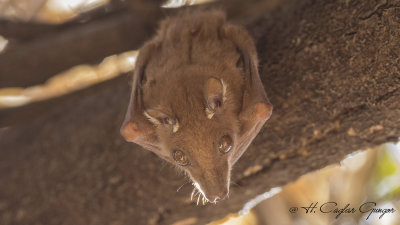 East African Epauletted Fruit Bat - Epomophorus minimus