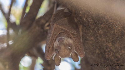 East African Epauletted Fruit Bat - Epomophorus minimus