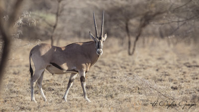 East African Oryx - Oryx beisa