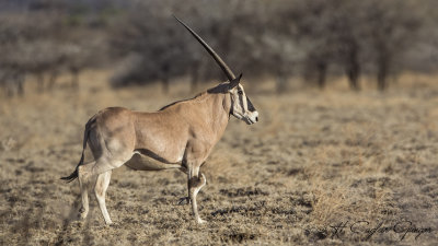 East African Oryx - Oryx beisa