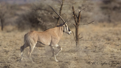 East African Oryx - Oryx beisa