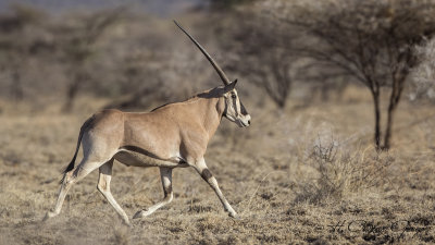 East African Oryx - Oryx beisa