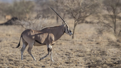 East African Oryx - Oryx beisa