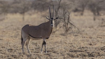 East African Oryx - Oryx beisa