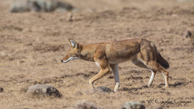 Ethiopian Wolf - Canis simensis
