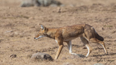 Ethiopian Wolf - Canis simensis