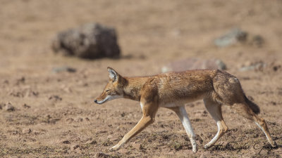 Ethiopian Wolf - Canis simensis