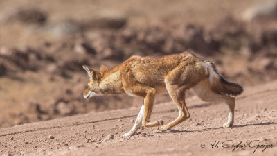 Ethiopian Wolf - Canis simensis