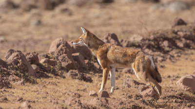 Ethiopian Wolf - Canis simensis
