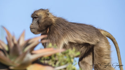 Gelada - Theropithecus gelada