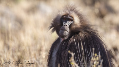 Gelada - Theropithecus gelada