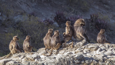 Gelada - Theropithecus gelada