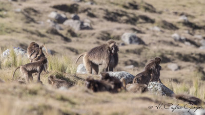 Gelada - Theropithecus gelada