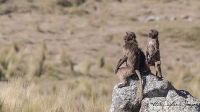 Gelada - Theropithecus gelada