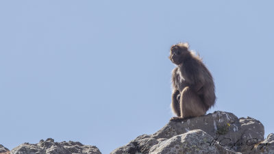 Gelada - Theropithecus gelada