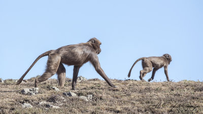 Gelada - Theropithecus gelada