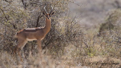 Gerenuk - Litocranius walleri